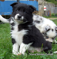 Black and white Female, rough coat, border collie puppy